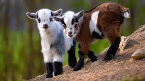 Goats Milk Body Wash-Gentle Moisturising Nourishing