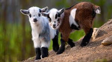 Load image into Gallery viewer, Goats Milk Body Wash-Gentle Moisturising Nourishing